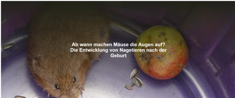 Ab wann machen Mäuse die Augen auf? Die Entwicklung von Nagetieren nach der Geburt