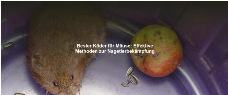 Bester Köder für Mäuse – Effektive Methoden zur Nagetierbekämpfung