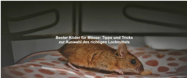 Bester Köder für Mäuse – Tipps und Tricks zur Auswahl des richtigen Lockmittels