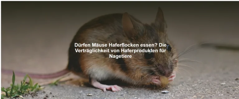 Dürfen Mäuse Haferflocken essen? Die Verträglichkeit von Haferprodukten für Nagetiere