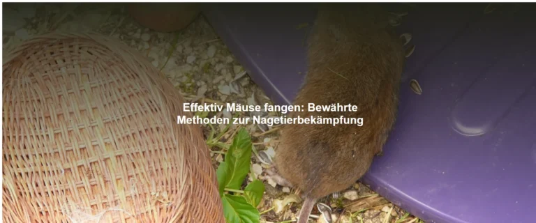 Effektiv Mäuse fangen – Bewährte Methoden zur Nagetierbekämpfung
