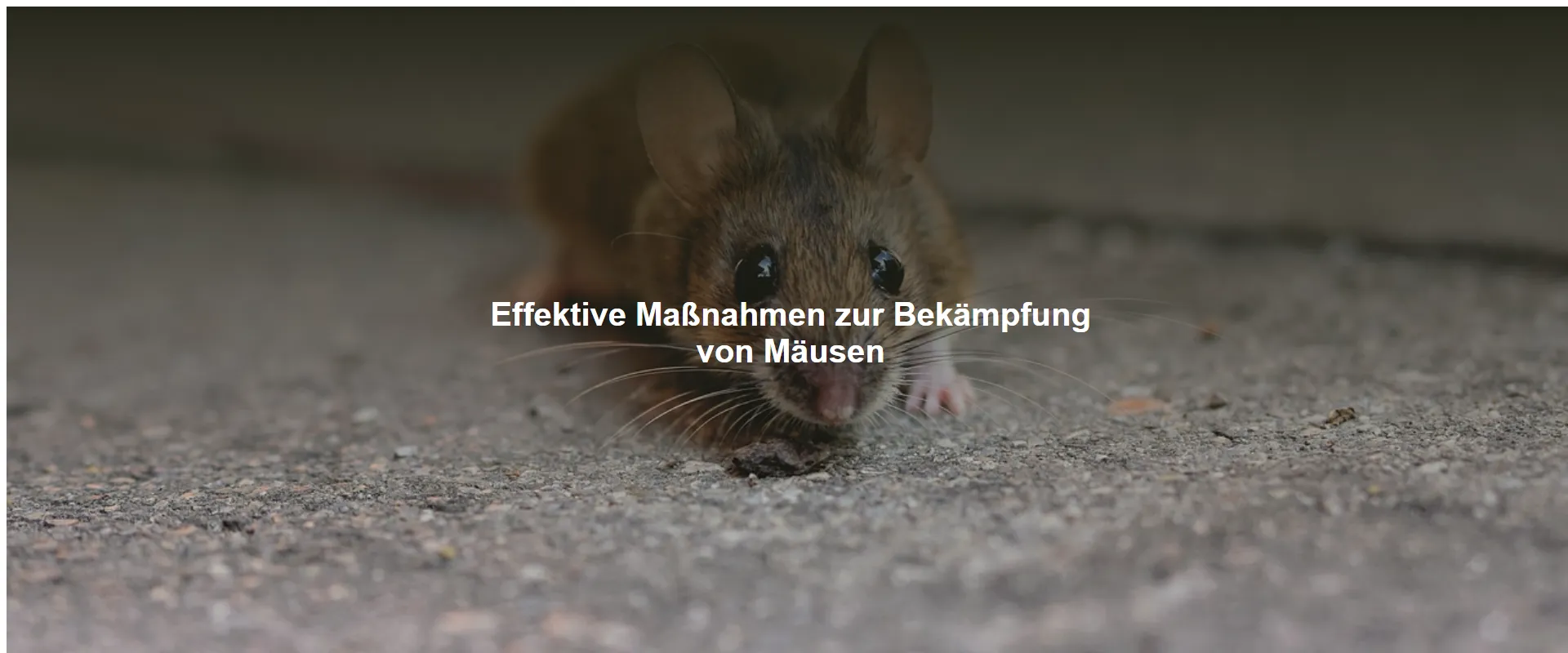 Effektive Maßnahmen zur Bekämpfung von Mäusen