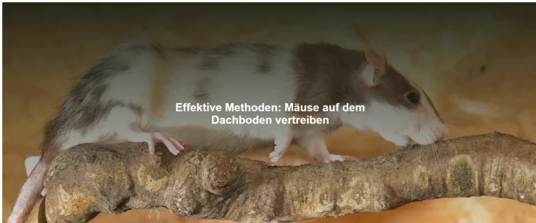 Effektive Methoden – Mäuse auf dem Dachboden vertreiben”