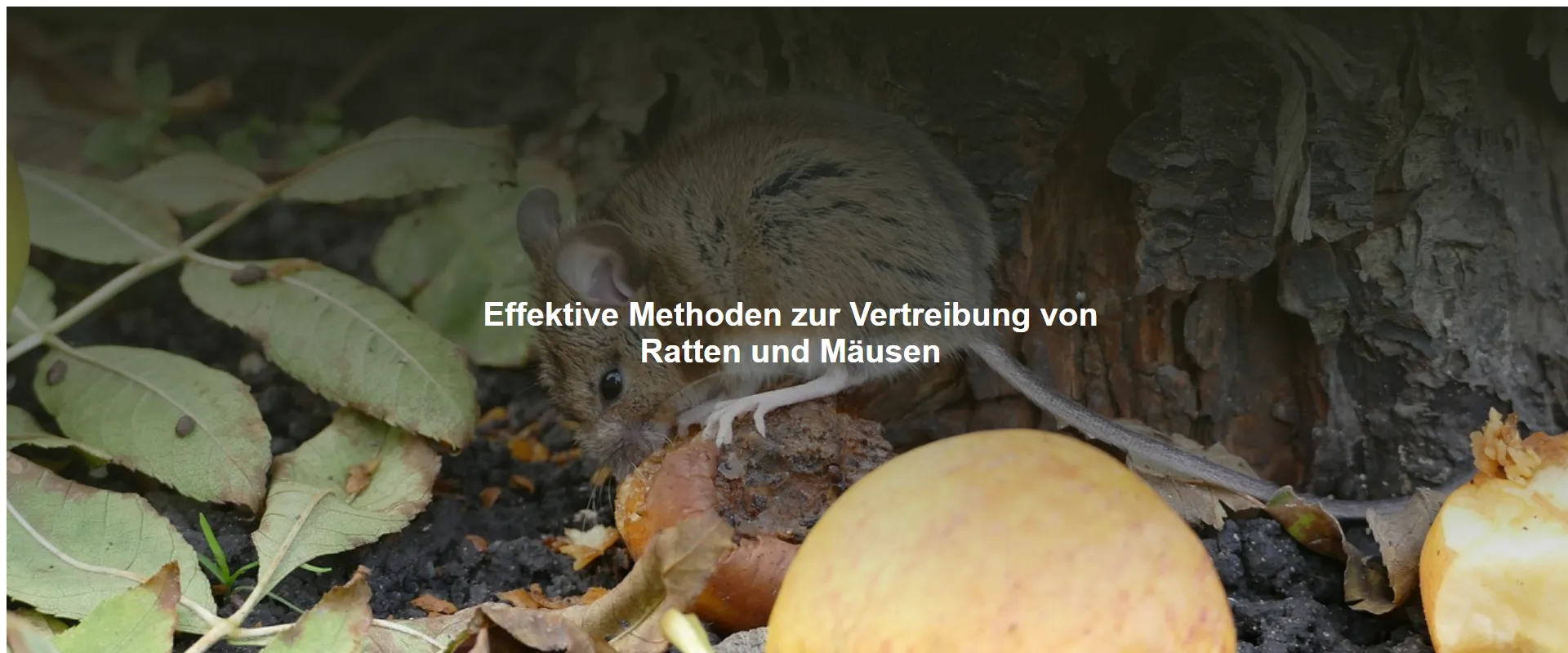 Effektive Methoden zur Vertreibung von Ratten und Mäusen