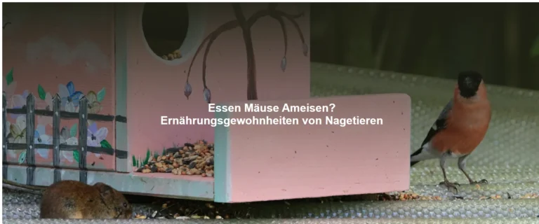 Essen Mäuse Ameisen? Ernährungsgewohnheiten von Nagetieren