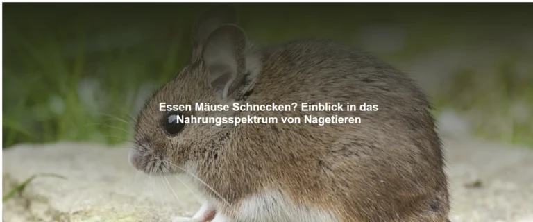 Essen Mäuse Schnecken? Einblick in das Nahrungsspektrum von Nagetieren