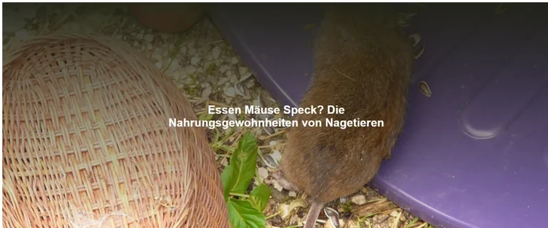 Essen Mäuse Speck? Die Nahrungsgewohnheiten von Nagetieren