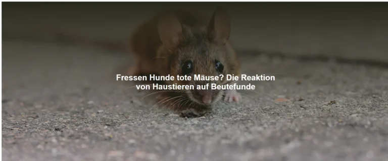 Fressen Hunde tote Mäuse? Die Reaktion von Haustieren auf Beutefunde