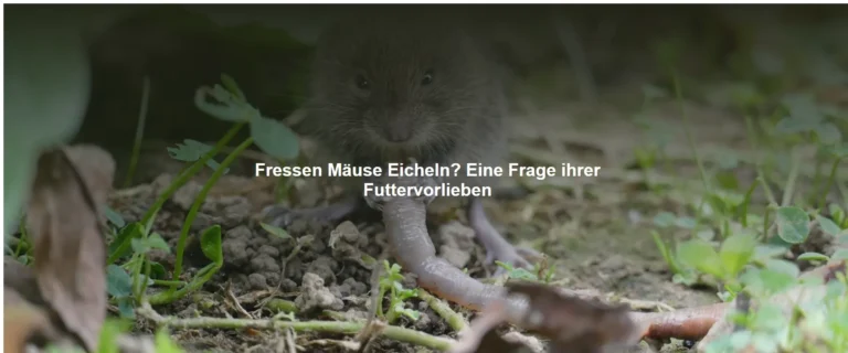 Fressen Mäuse Eicheln? Eine Frage ihrer Futtervorlieben
