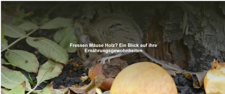 Fressen Mäuse Holz? Ein Blick auf ihre Ernährungsgewohnheiten