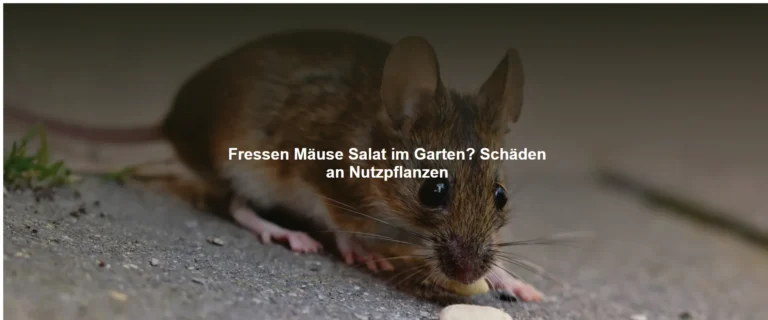 Fressen Mäuse Salat im Garten? Schäden an Nutzpflanzen