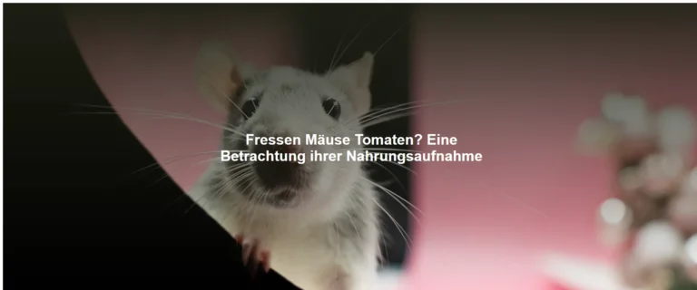 Fressen Mäuse Tomaten? Eine Betrachtung ihrer Nahrungsaufnahme
