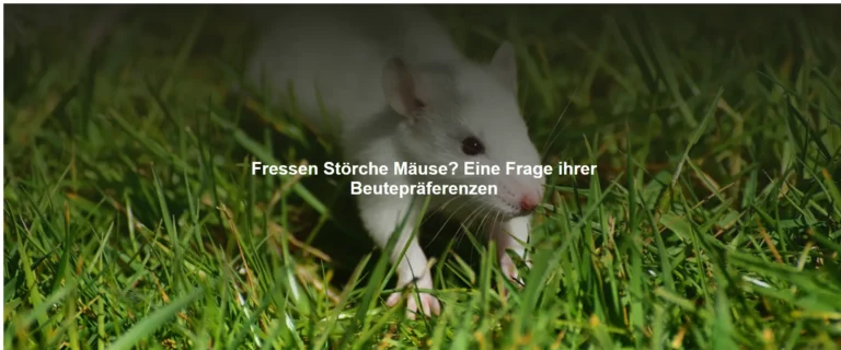 Fressen Störche Mäuse? Eine Frage ihrer Beutepräferenzen