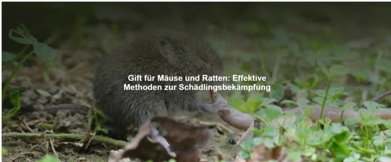 Gift für Mäuse und Ratten – Effektive Methoden zur Schädlingsbekämpfung