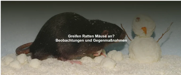 Greifen Ratten Mäuse an? Beobachtungen und Gegenmaßnahmen