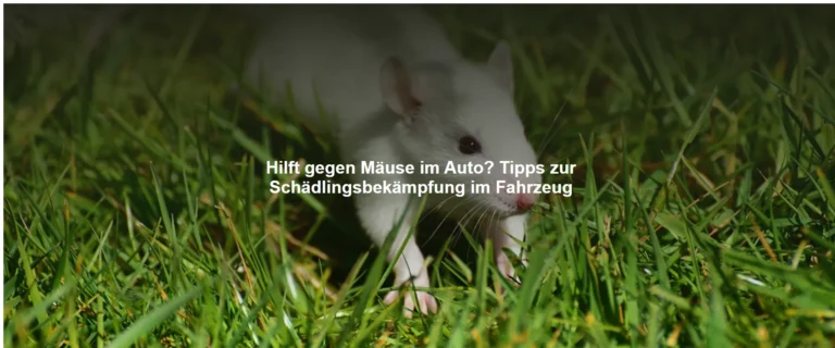 Hilft gegen Mäuse im Auto? Tipps zur Schädlingsbekämpfung im Fahrzeug