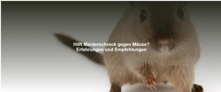 Hilft Marderschreck gegen Mäuse? Erfahrungen und Empfehlungen