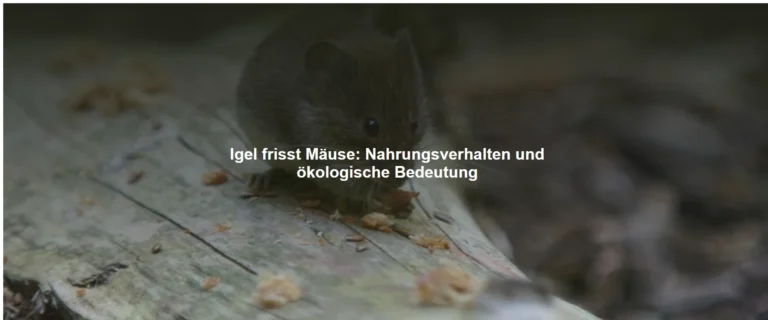 Igel frisst Mäuse – Nahrungsverhalten und ökologische Bedeutung