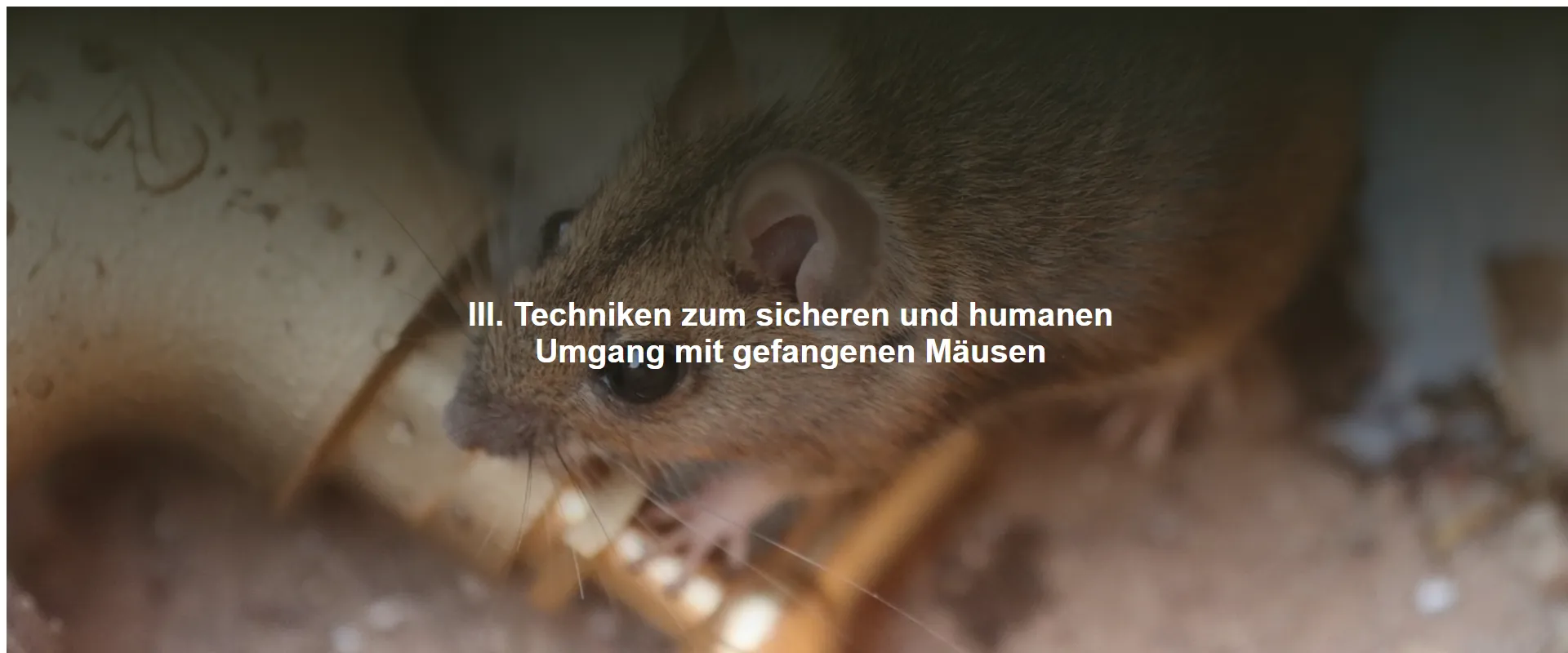 Techniken zum sicheren und humanen Umgang mit gefangenen Mäusen