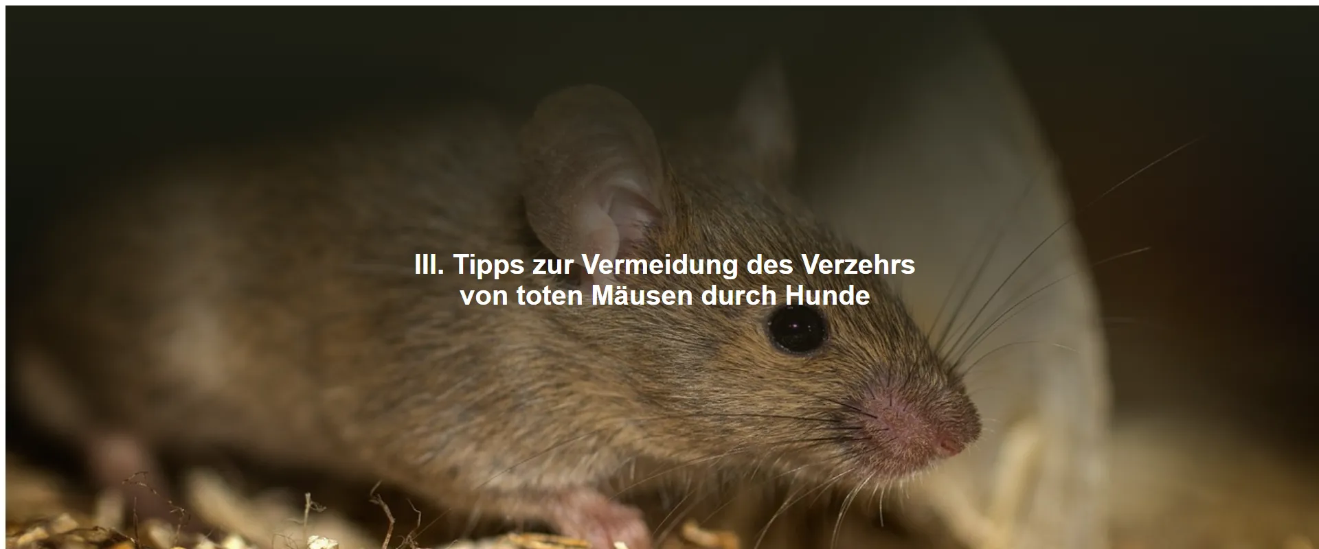 Tipps zur Vermeidung des Verzehrs von toten Mäusen durch Hunde