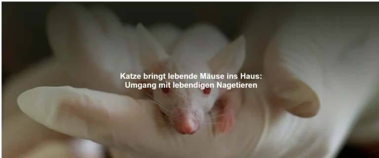 Katze bringt lebende Mäuse ins Haus – Umgang mit lebendigen Nagetieren