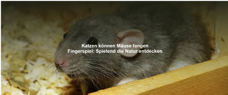 Katzen können Mäuse fangen Fingerspiel – Spielend die Natur entdecken
