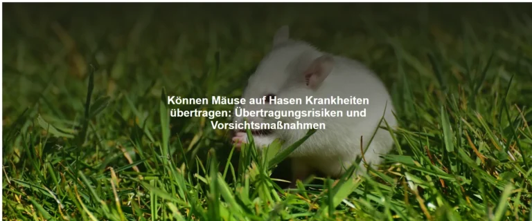 Können Mäuse auf Hasen Krankheiten übertragen – Übertragungsrisiken und Vorsichtsmaßnahmen