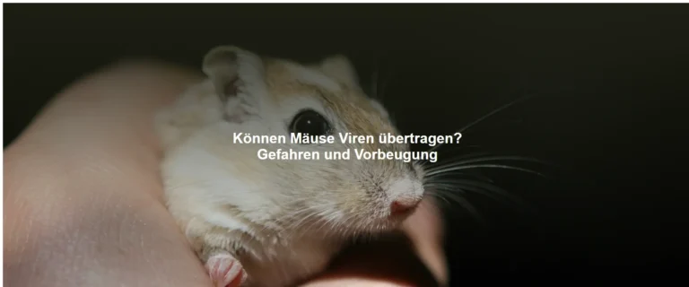 Können Mäuse Viren übertragen? Gefahren und Vorbeugung