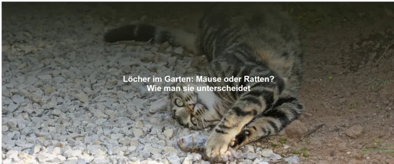 Löcher im Garten – Mäuse oder Ratten? Wie man sie unterscheidet