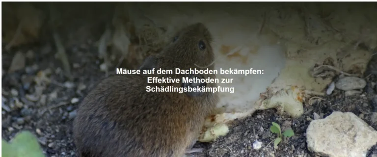 Mäuse auf dem Dachboden bekämpfen – Effektive Methoden zur Schädlingsbekämpfung