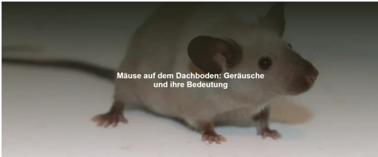 Mäuse auf dem Dachboden: Geräusche und ihre Bedeutung