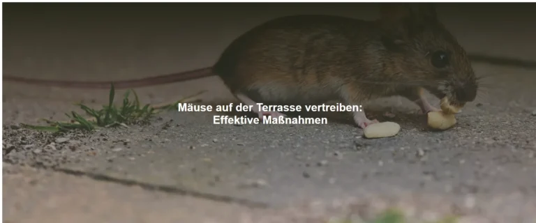 Mäuse auf der Terrasse vertreiben – Effektive Maßnahmen