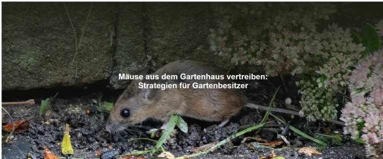 Mäuse aus dem Gartenhaus vertreiben – Strategien für Gartenbesitzer