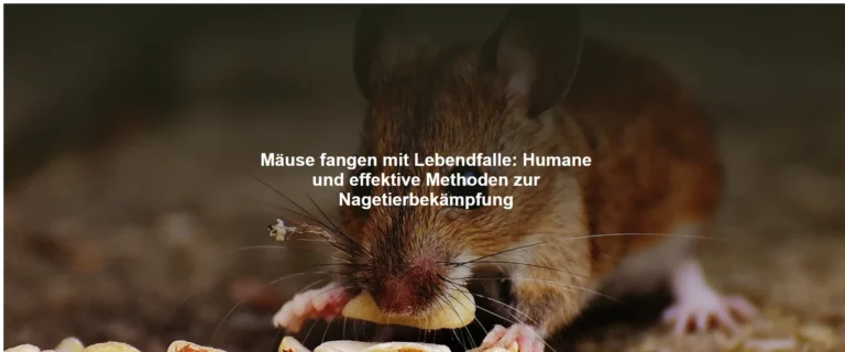 Mäuse fangen mit Lebendfalle – Humane und effektive Methoden zur Nagetierbekämpfung