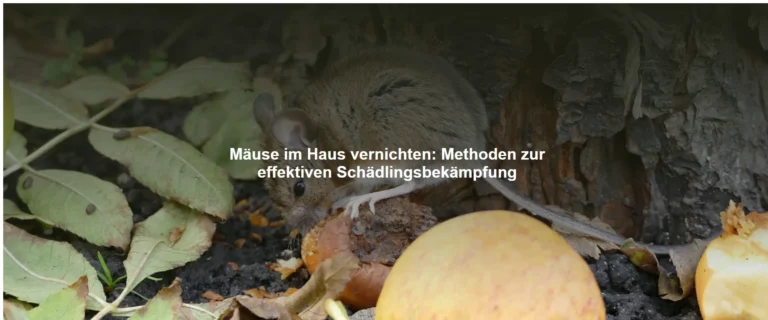 Mäuse im Haus vernichten – Methoden zur effektiven Schädlingsbekämpfung