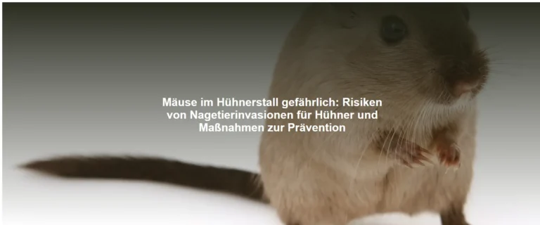 Mäuse im Hühnerstall gefährlich – Risiken von Nagetierinvasionen für Hühner und Maßnahmen zur Prävention