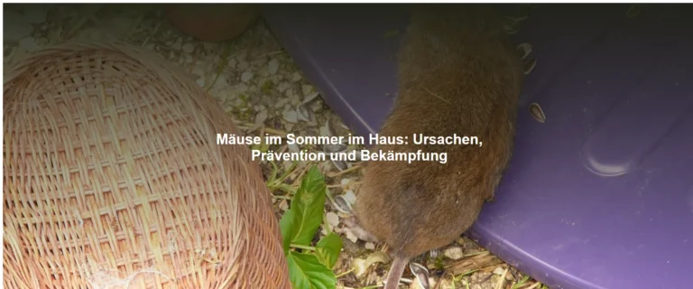 Mäuse im Sommer im Haus – Ursachen, Prävention und Bekämpfung