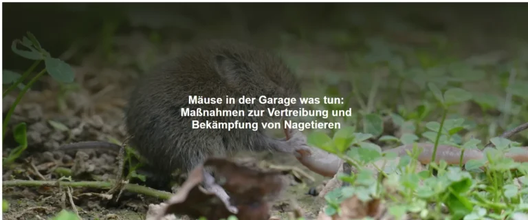 Mäuse in der Garage was tun – Maßnahmen zur Vertreibung und Bekämpfung von Nagetieren