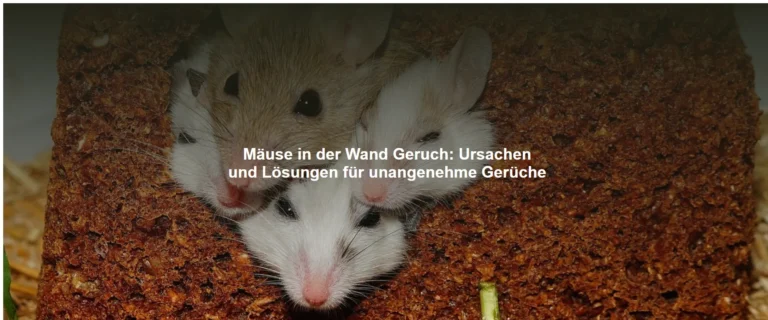 Mäuse in der Wand Geruch – Ursachen und Lösungen für unangenehme Gerüche