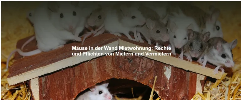 Mäuse in der Wand Mietwohnung – Rechte und Pflichten von Mietern und Vermietern