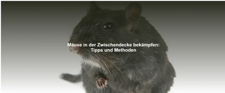 Mäuse in der Zwischendecke bekämpfen – Tipps und Methoden