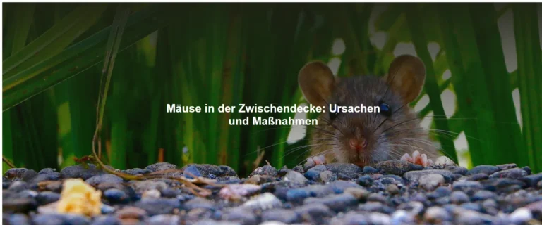 Mäuse in der Zwischendecke – Ursachen und Maßnahmen