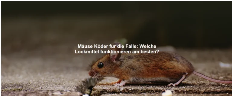 Mäuse Köder für die Falle – Welche Lockmittel funktionieren am besten?