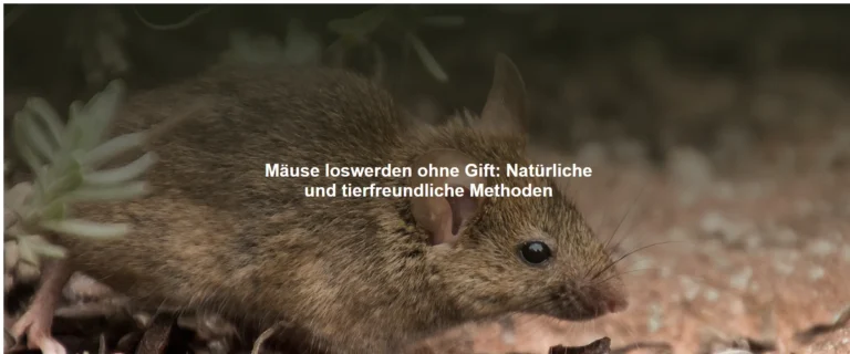 Mäuse loswerden ohne Gift – Natürliche und tierfreundliche Methoden