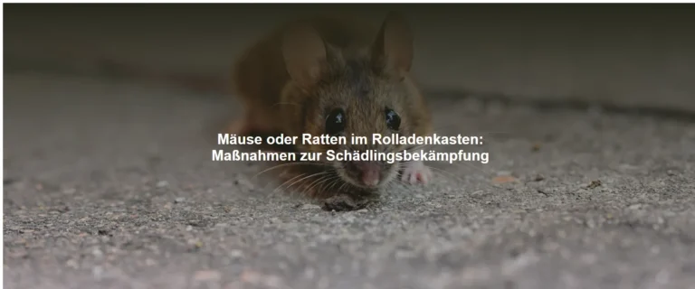 Mäuse oder Ratten im Rolladenkasten – Maßnahmen zur Schädlingsbekämpfung