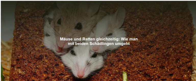 Mäuse und Ratten gleichzeitig – Wie man mit beiden Schädlingen umgeht