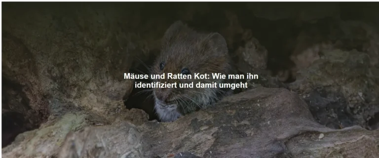 Mäuse und Ratten Kot – Wie man ihn identifiziert und damit umgeht