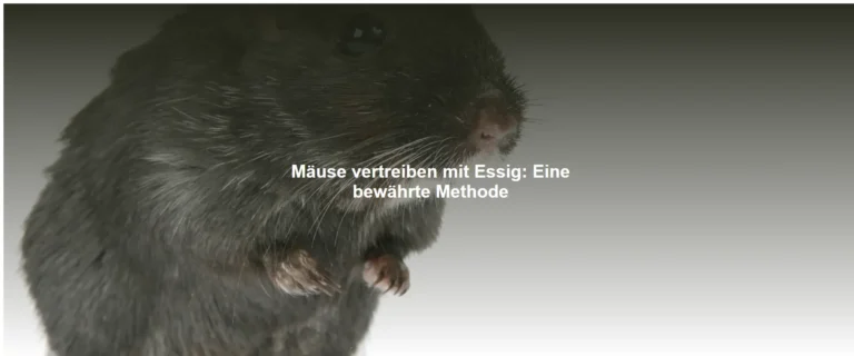 Mäuse vertreiben mit Essig – Eine bewährte Methode
