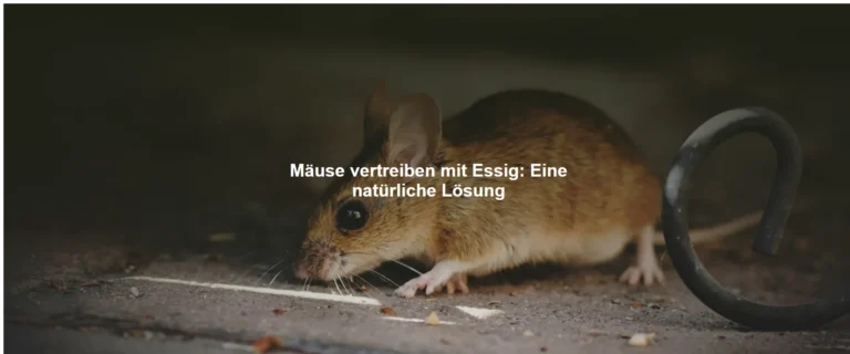 Mäuse vertreiben mit Essig: Eine natürliche Lösung