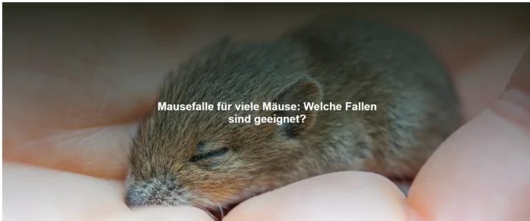 Mausefalle für viele Mäuse – Welche Fallen sind geeignet?